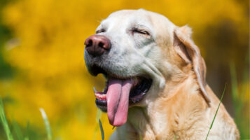 Dog Panting Aggressively Outdoors in Sunshine