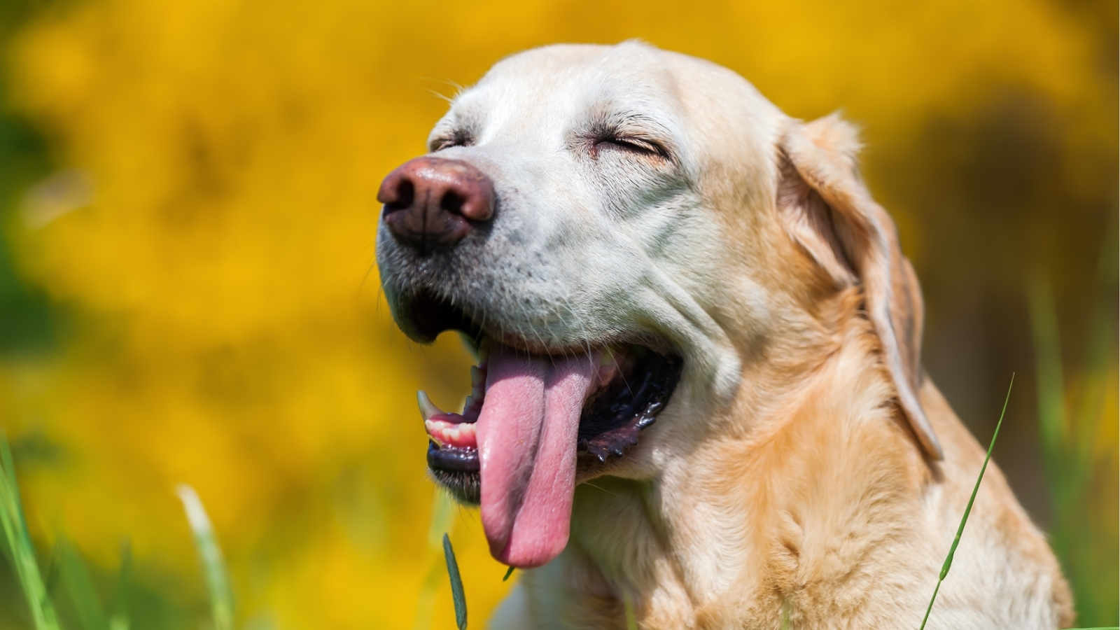 Dog Panting Aggressively Outdoors in Sunshine