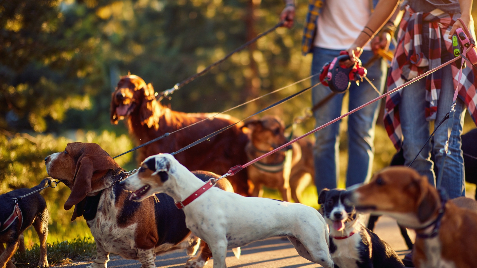 group of diverse dogs, including a Basset Hound, a Jack Russell Terrier, and an Irish Setter, walk on leashes together outdoors during sunset with dog walkers.