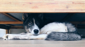 Dog With Social Anxiety Hiding Under Wooden Bed