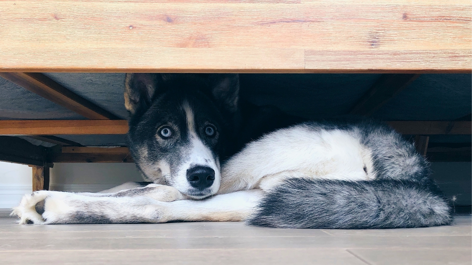 Dog With Social Anxiety Hiding Under Wooden Bed