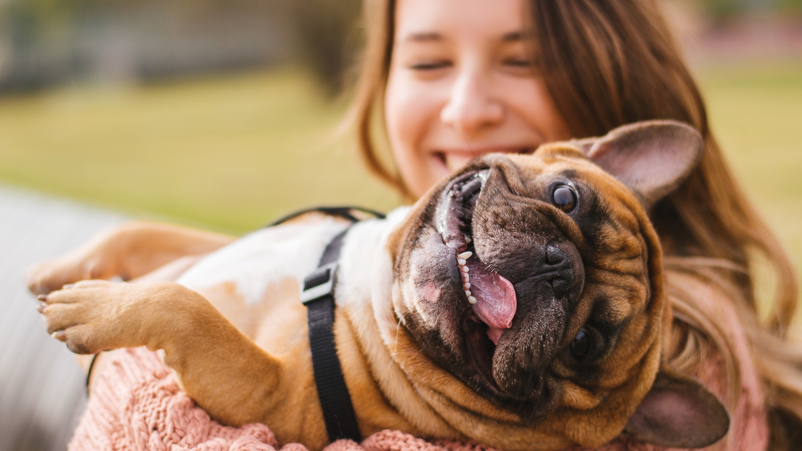 A close-up shot of a fawn French Bulldog with an open mouth and wide eyes laying back playfully in the arms of its smiling female owner outdoors.