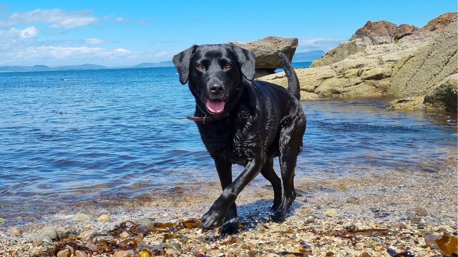Labrador Retriever Playing in Lake
