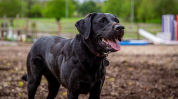 Labrador at Home With Remote Worker While Outdoors