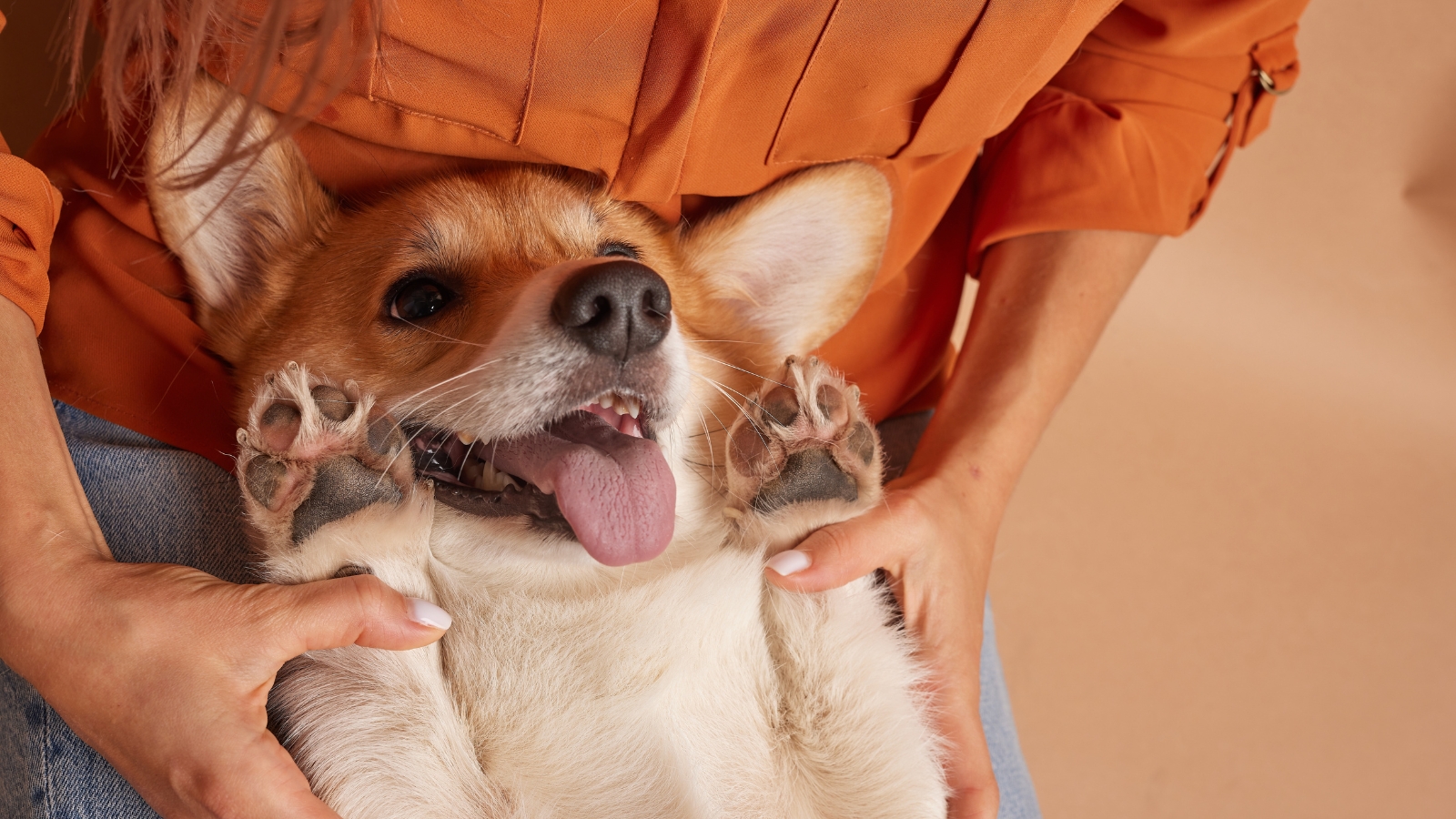 A close-up shot of a fawn and white Pembroke Welsh Corgi dog lying on its back, panting happily with its paws up while its owner holds it.