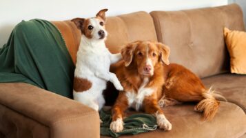 A small tricolor working terrier stands on its hind legs on a brown sofa, gently resting its front paw on the shoulder of a calm, reddish-copper tolling retriever lying down next to it.