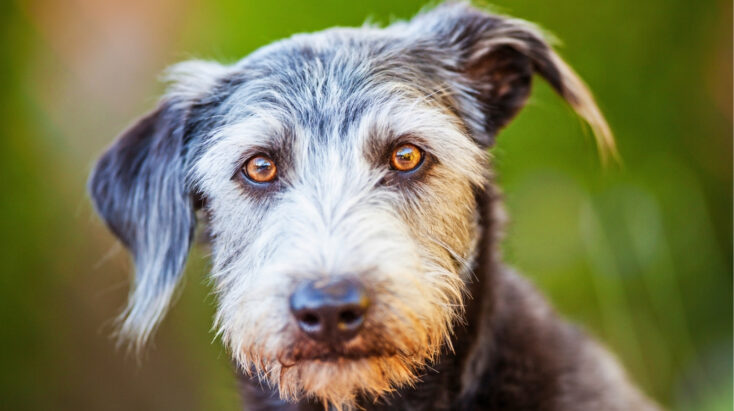 Rescue Dog Looking at Camera With Amber Eyes