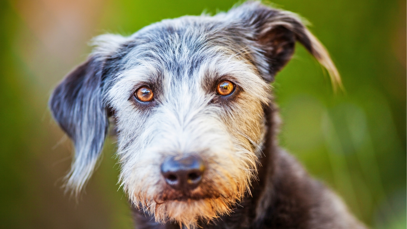 Rescue Dog Looking at Camera With Amber Eyes