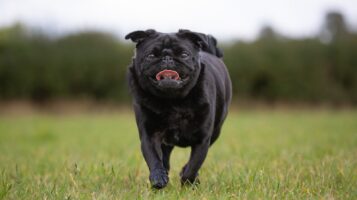 Ugly Dog Breed Black Pug Running in Field