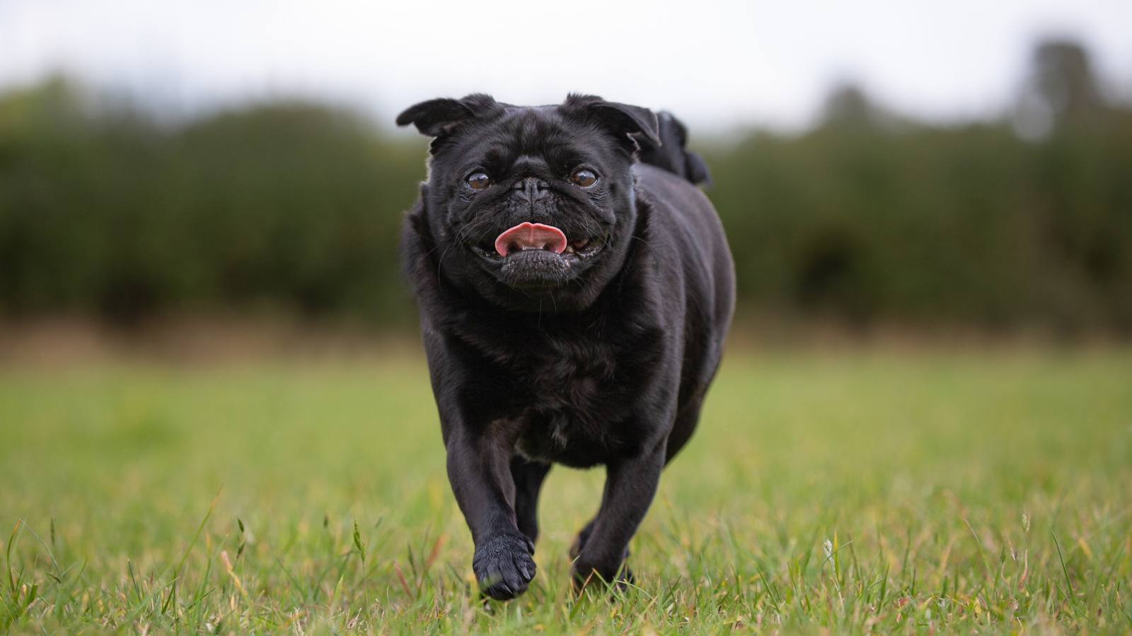 Ugly Dog Breed Black Pug Running in Field