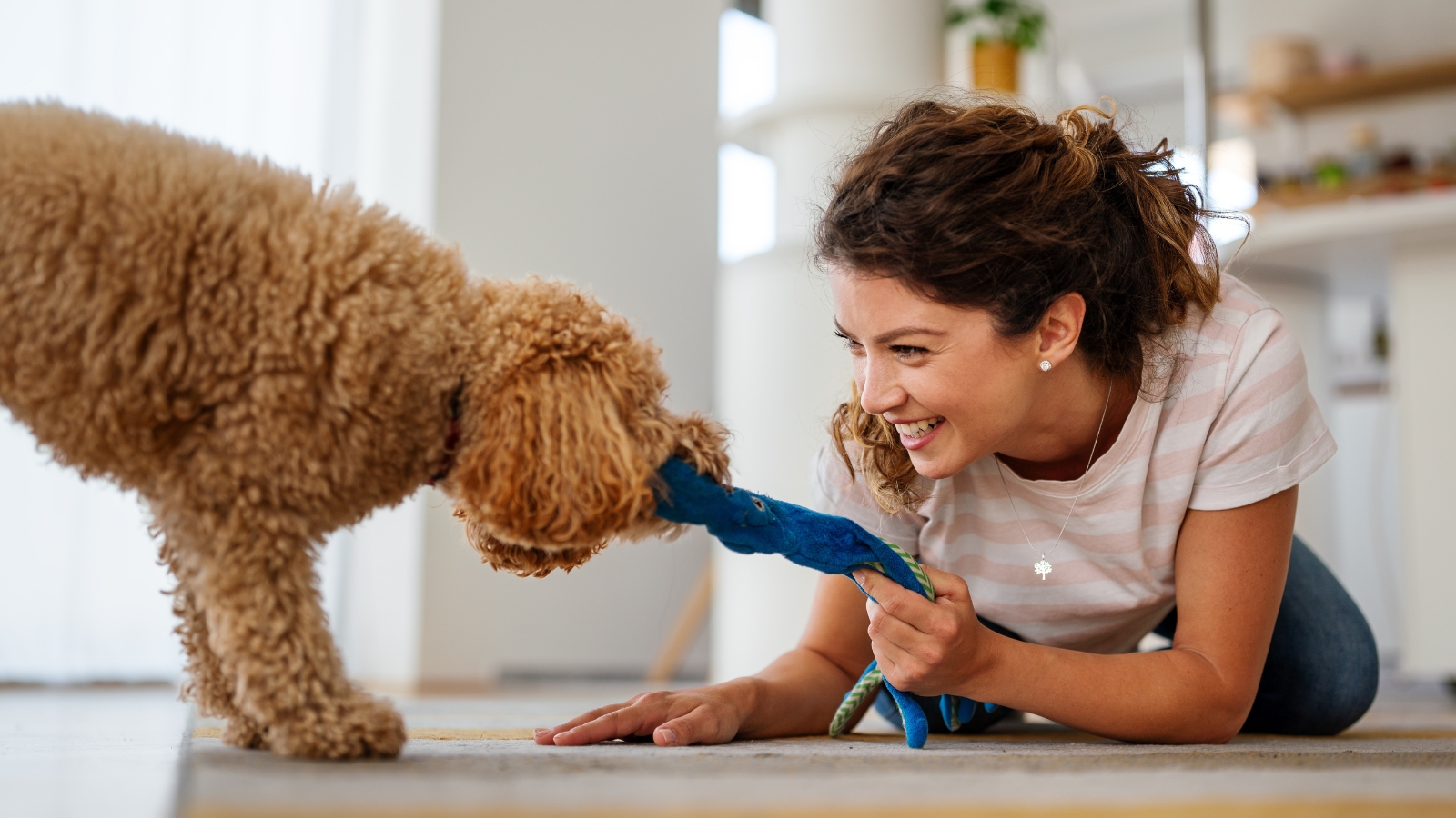 A smiling woman with curly hair lies on a living room rug, playing a game of tug-of-war with a small, curly-coated apricot Toy Poodle using a blue fabric toy.