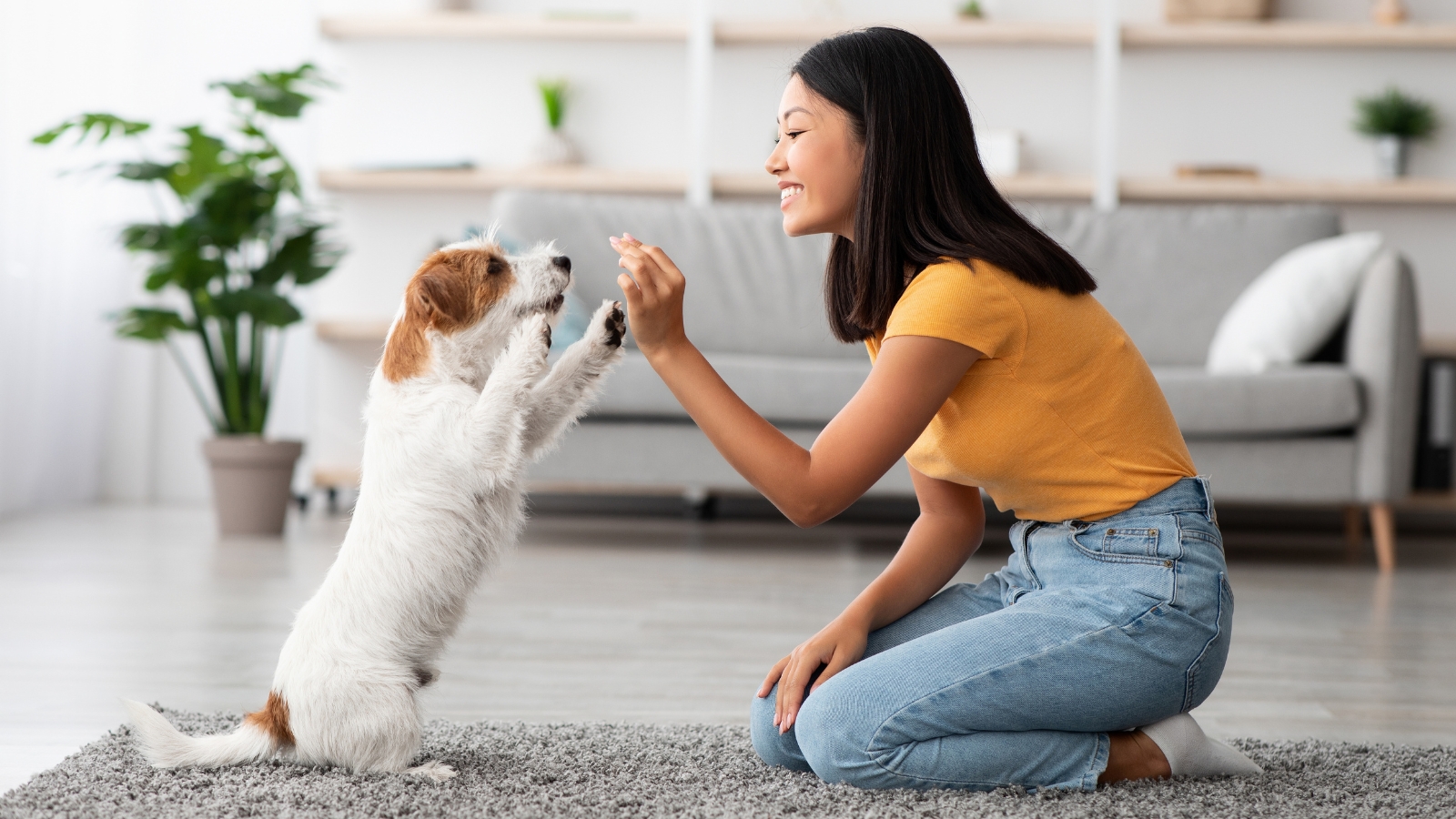 A smiling young woman kneels on a gray shag rug inside a living room, training a small wire-haired Jack Russell Terrier dog to stand on its hind legs for a treat reward.