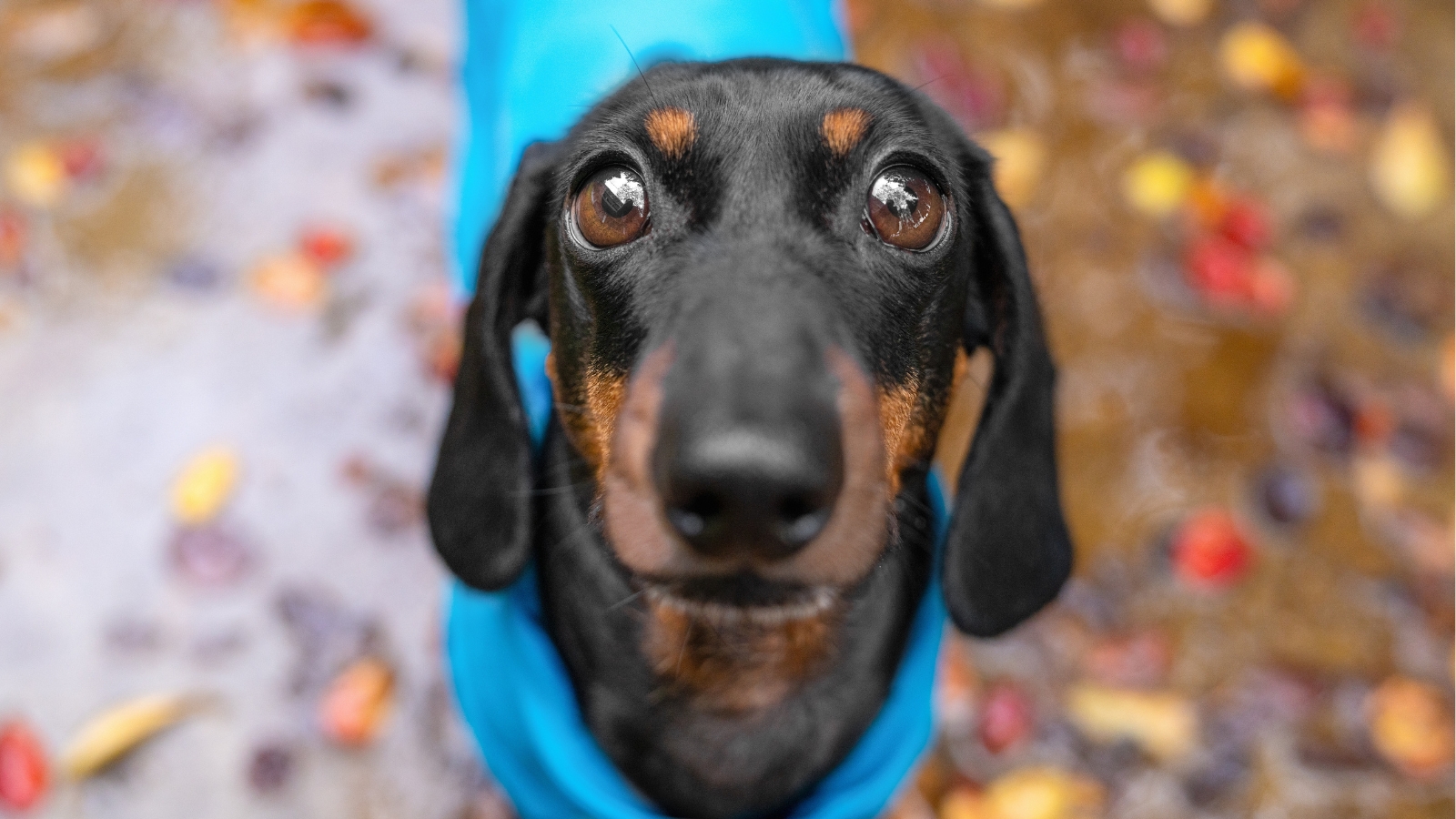 Dachshund Looking up at Camera With Brown Eyes