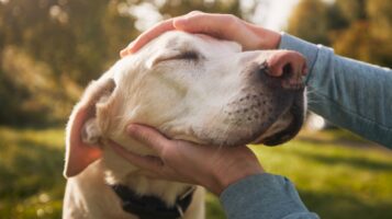 Dog Owner Petting Dog Outdoors