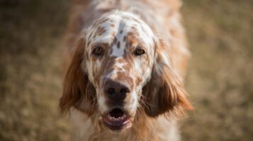 Beautiful Dog With Spotted Coat Outdoors