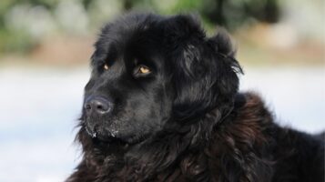 Black Fluffy Coated Newfoundland Dog in Snow