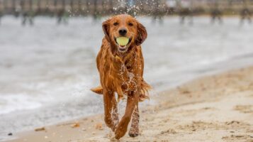 Golden Retriever Running Through Ocean With Tennis Ball