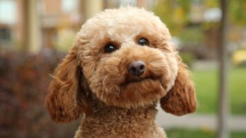 Hypoallergenic Low Shedding Dog Looking at Camera