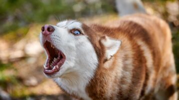 Red Coated Siberian Husky Howling to Owner
