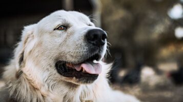 White Fluffy Great Pyrenees Dog Laying Outdoors