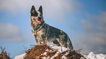 Australian Cattle Dog Standing on Hill Outdoors