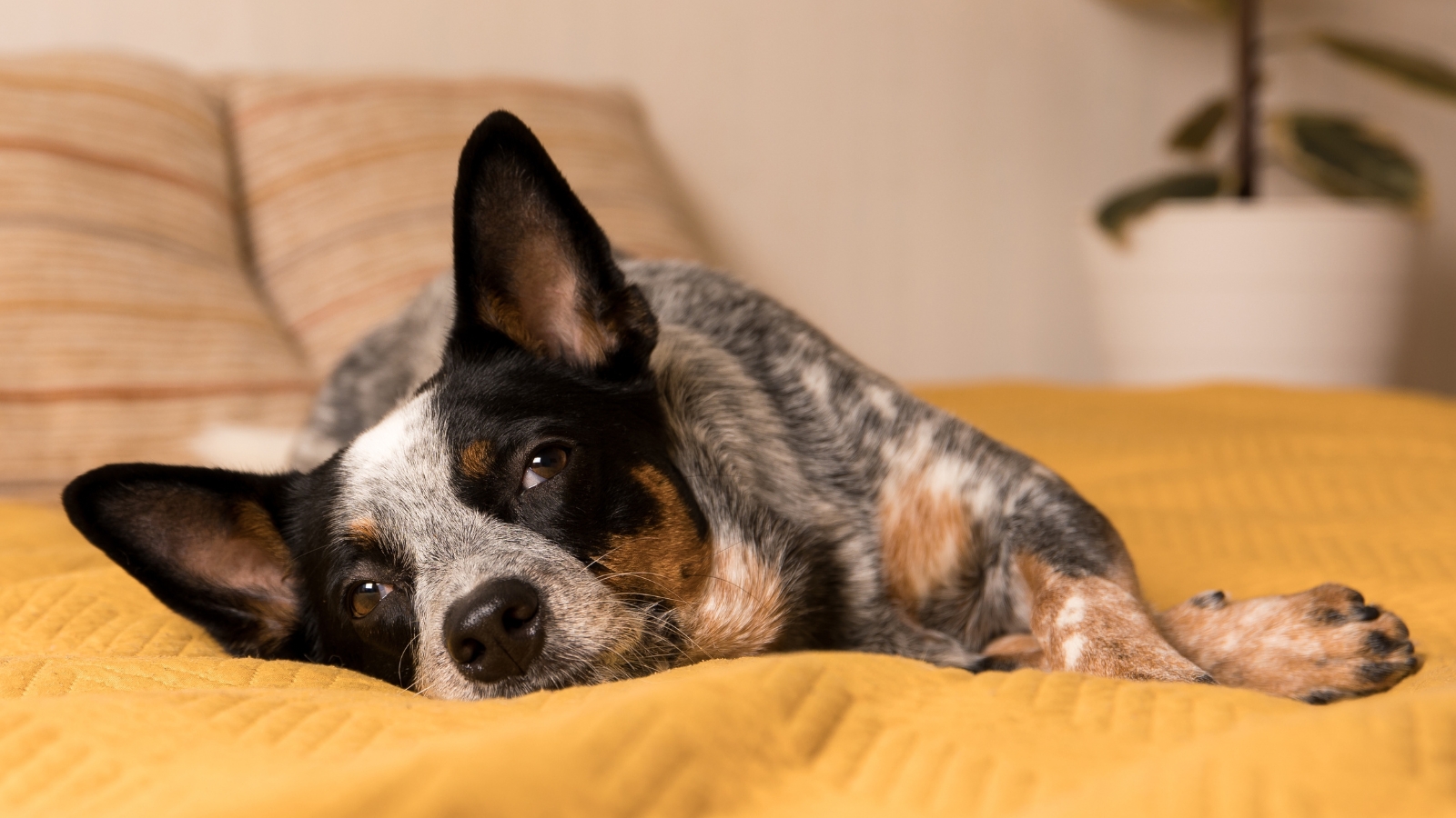 Dog Sighing in Bed WIth Humans