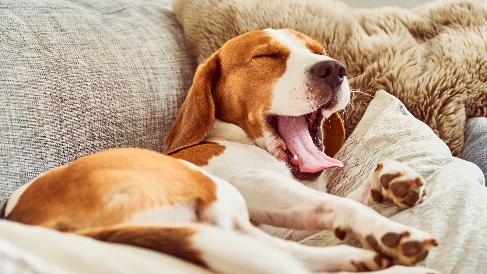 Dog Yawning on Dog Bed