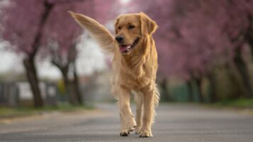 Golden Retriever on a Walk