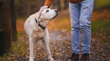 Old Dog Struggling on Walk