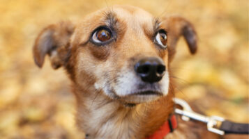 Dog Looking Cautiously at Owner