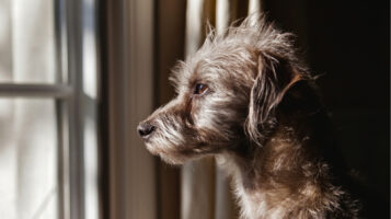 Lonely Dog Looking Out Window at Owner
