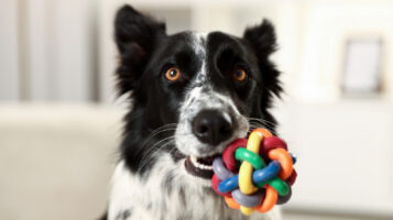 Smart Dog Looking at Owner